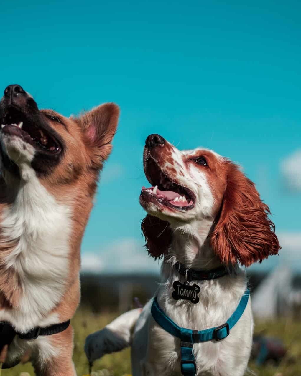 Le CBD pour les chiens, ce que l’on sait